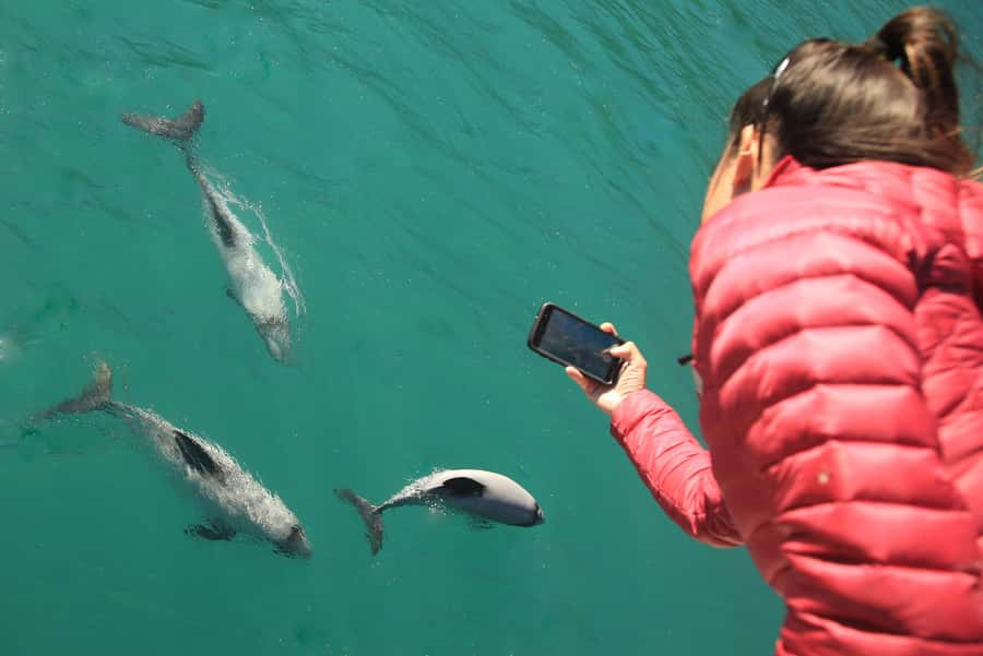 Motuara Island Sanctuary: Wildlife & Dolphin Watching Tour - What is included, and what you still need