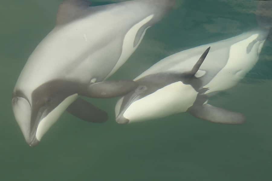 Motuara Island Sanctuary: Wildlife & Dolphin Watching Tour - Leaving Picton for Queen Charlotte Sound
