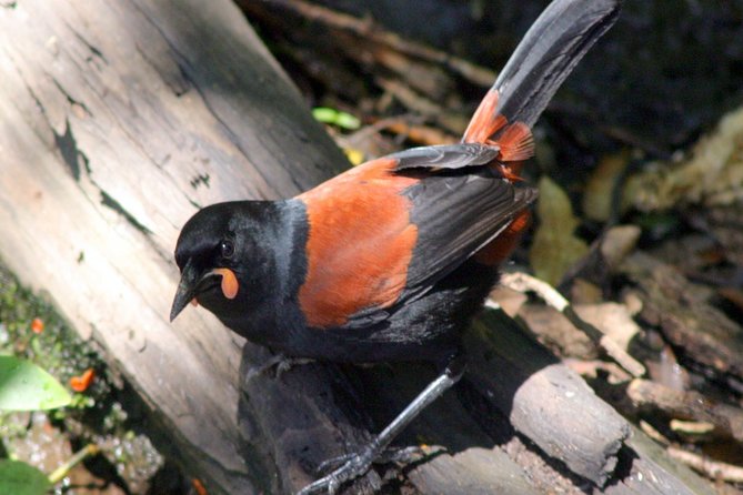Motuara Wildlife Sanctuary Tour and Dolphin Cruise from Picton - Key points before you book