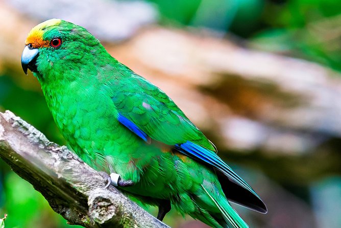 Motuara Wildlife Sanctuary Tour and Dolphin Cruise from Picton - Walking through Motuara Island sanctuary