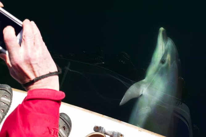 Motuara Wildlife Sanctuary Tour and Dolphin Cruise from Picton - What the four and a half hours feel like