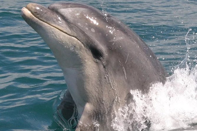 Motuara Wildlife Sanctuary Tour and Dolphin Cruise from Picton - Is the $104.26 price fair?