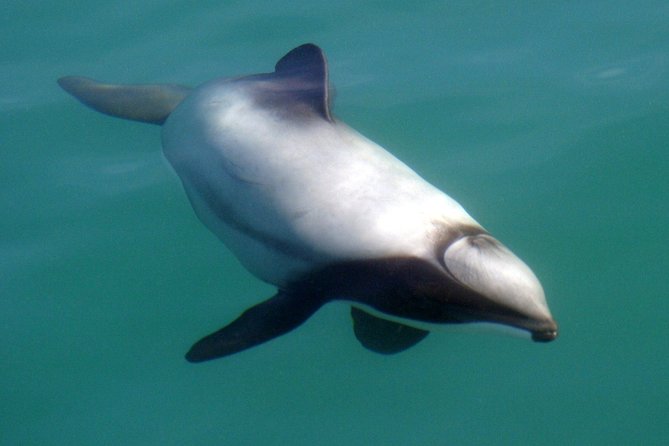Motuara Wildlife Sanctuary Tour and Dolphin Cruise from Picton - Who should book this cruise?