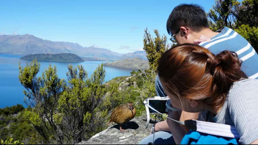 Mou Waho Island: 3-Hour Cruise and Guided Nature Walk - Key points to know