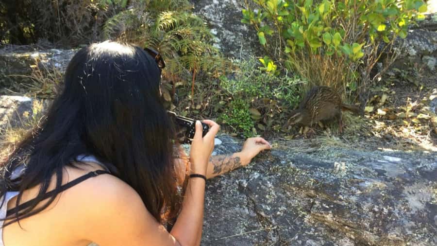Mou Waho Island: 3-Hour Cruise and Guided Nature Walk - The lake on top of Mou Waho Island