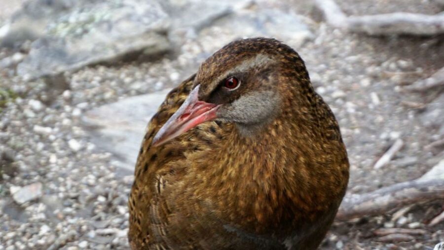 Mou Waho Island: 3-Hour Cruise and Guided Nature Walk - Price, timing, and value at $101