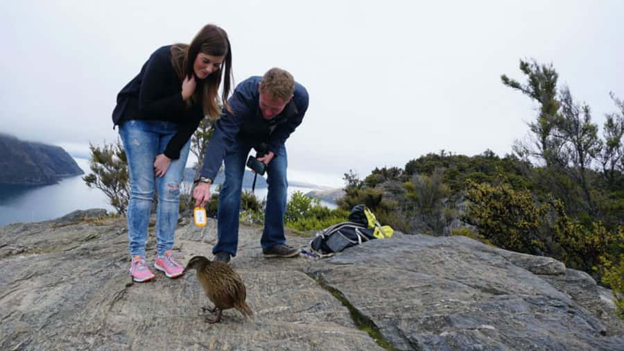 Mou Waho Island: 3-Hour Cruise and Guided Nature Walk - Boarding at Wanaka’s lakefront