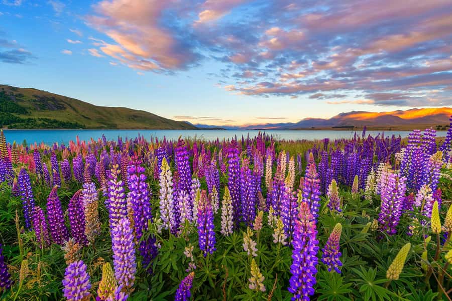 Mount Cook Day Tour from Christchurch - Who will enjoy this trip most