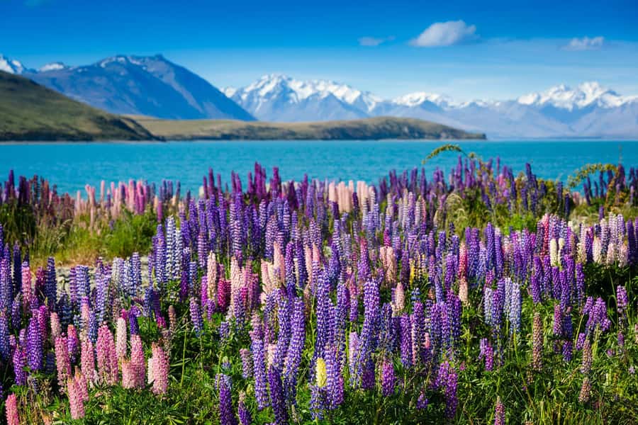 Mount Cook Day Tour: Mount Cook to Christchurch - The coach ride from Mount Cook to Lake Tekapo