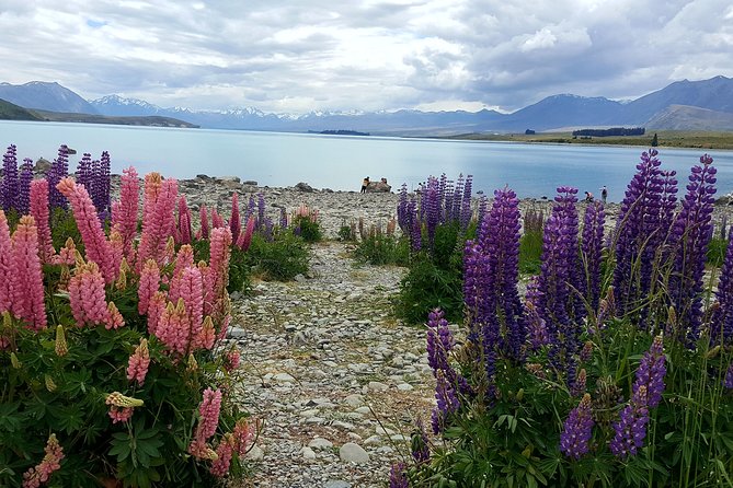 Mount Cook, Lake Tekapo and Tasman Glacier Tour from Christchurch - Lake Pukaki and the road toward Aoraki Mount Cook