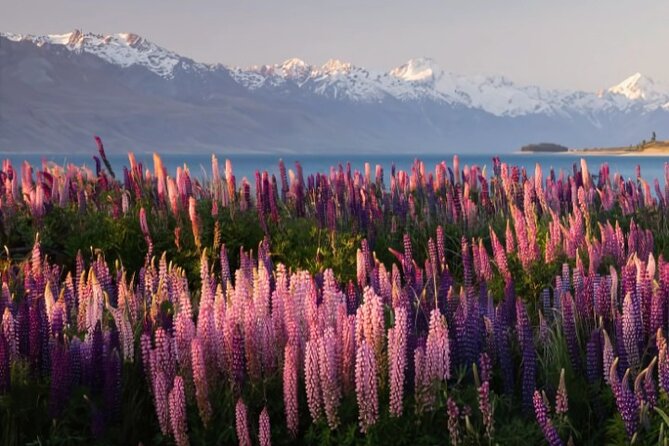 Mount Cook & Lake Tekapo Day Trip from Christchurch - What the vehicle and guide add