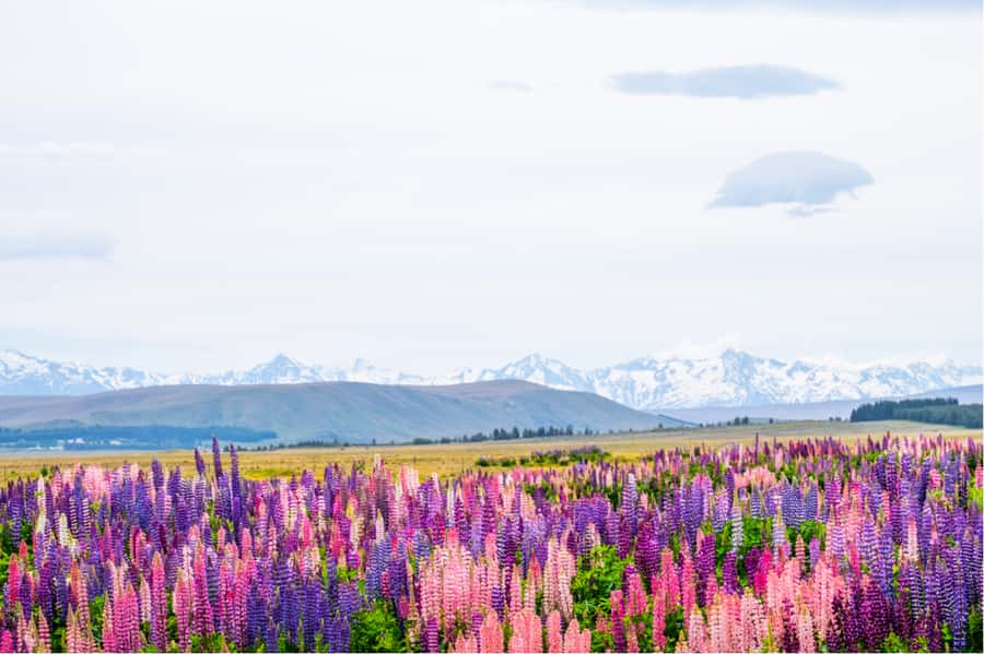 Mt. Cook Day-Tour: Christchurch to Queenstown - Who should book this day tour?