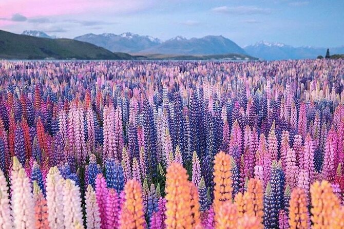 Mt. Cook Full Day Private Tour via Tekapo from Christchurch - Lake Tekapo brings turquoise water and a small church