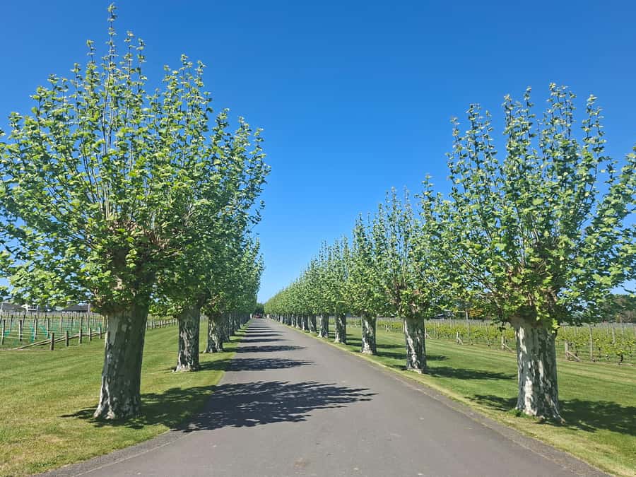 Napier: Afternoon Winery Tour Tasting at 3 Great Wineries - Oak Avenue and Silky Oaks add welcome breaks