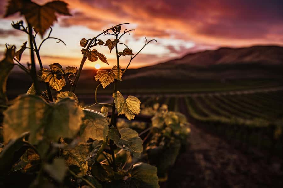 Napier: Art Deco Bike Ride and Wineries Loop - Who will enjoy this Napier bike ride?