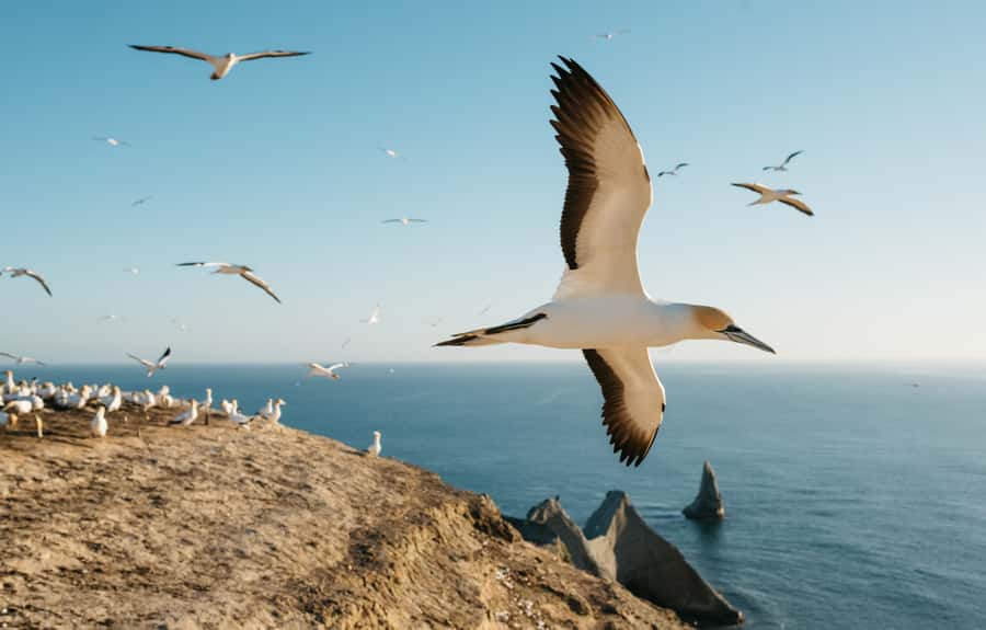Napier: Cape Kidnappers Gannet, Nature & Sightseeing Tour - The ride from Te Awanga to the Cape