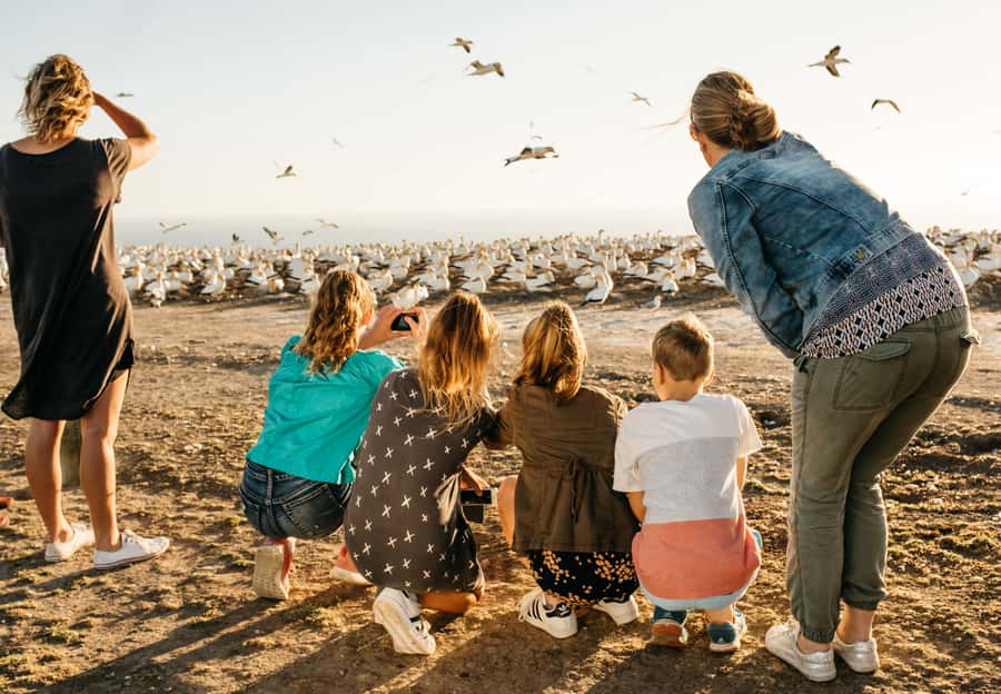 Napier: Cape Kidnappers Gannet, Nature & Sightseeing Tour - Standing only feet from 20,000 gannets