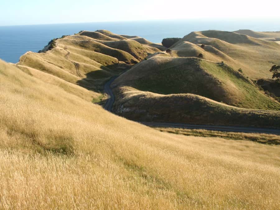 Napier: Cape Kidnappers Gannet, Nature & Sightseeing Tour - Why the guides matter