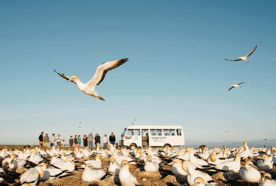 Napier: Cape Kidnappers Gannet, Nature & Sightseeing Tour - Forest, farm, and predator control along the route