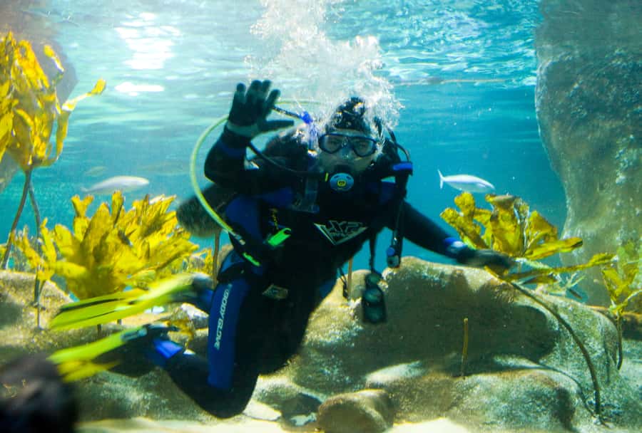 Napier: National Aquarium of New Zealand General Admission - Key points to know before you go