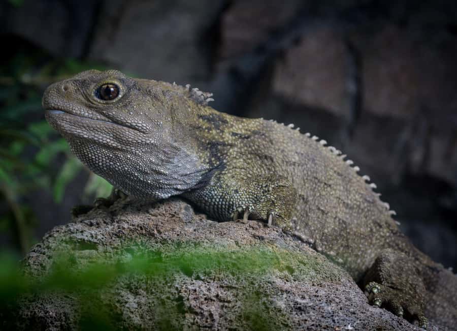 Napier: National Aquarium of New Zealand General Admission - Starting with New Zealand’s native animals