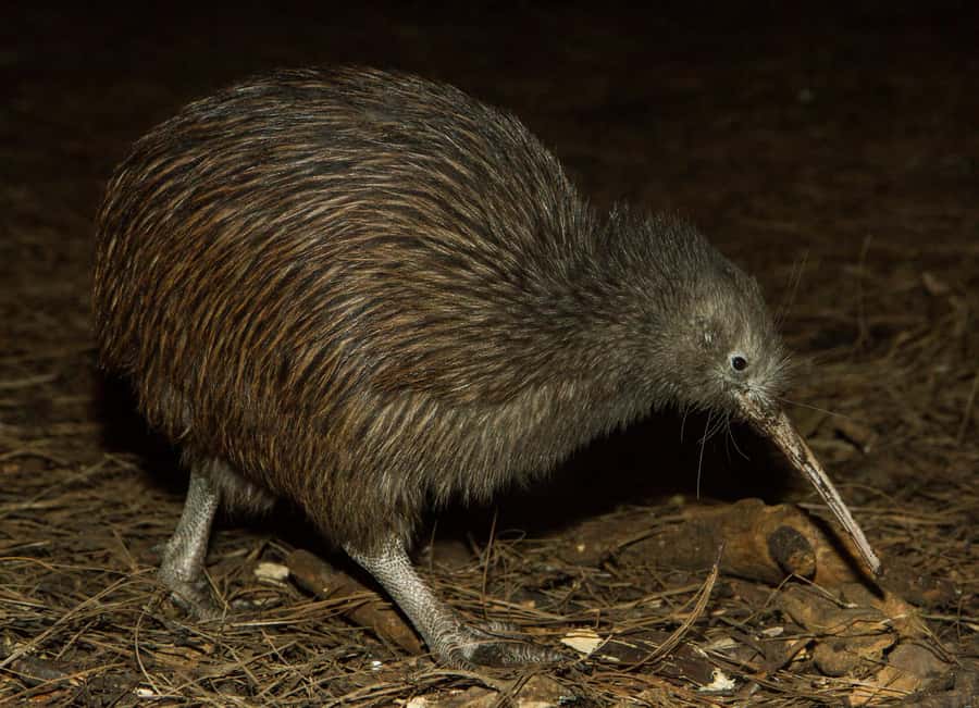 Napier: National Aquarium of New Zealand General Admission - From Hawke’s Bay species to wider ocean habitats