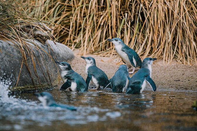 National Aquarium of New Zealand in Napier General Admission - Start with New Zealand’s native wildlife