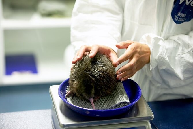 National Kiwi Hatchery - Kiwi Encounter Guided Tour - Key points to know before you go