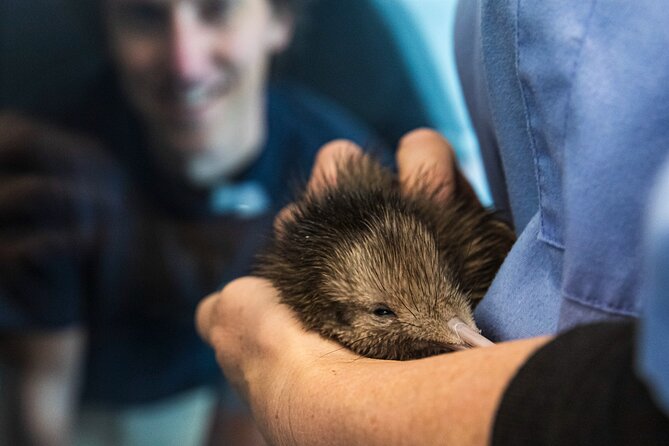 National Kiwi Hatchery - Kiwi Encounter Guided Tour - Why the National Kiwi Hatchery matters