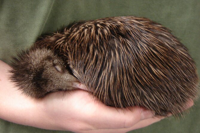 National Kiwi Hatchery - Kiwi Encounter Guided Tour - A good family stop, with one age limit