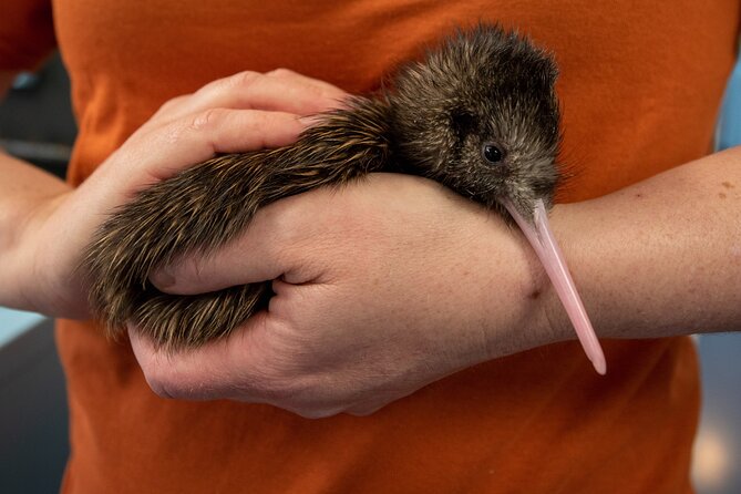 National Kiwi Hatchery - Kiwi Encounter Guided Tour - What happens during the one-hour visit