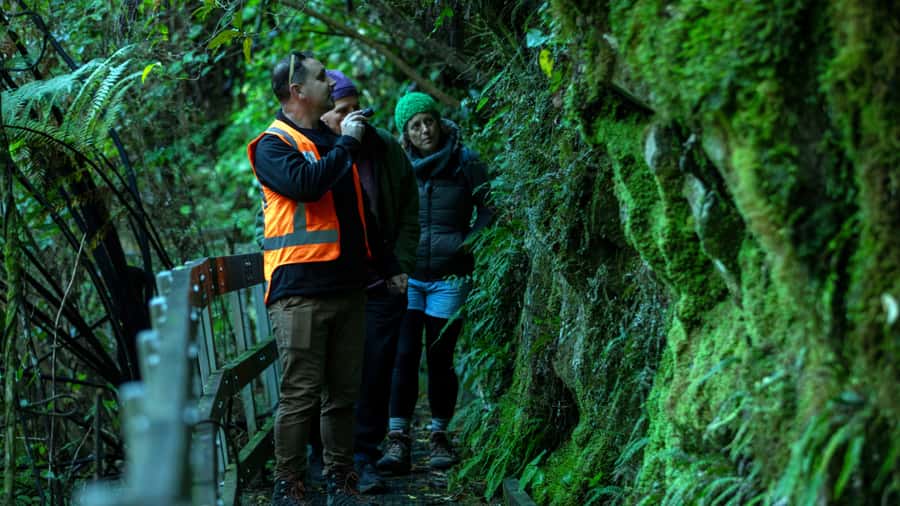 Nelson: Brook Waimārama Sanctuary Guided Night Walk - Brook Waimārama after dark
