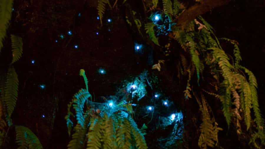 Nelson: Brook Waimārama Sanctuary Guided Night Walk - Glowworms, wētā, geckos, and tuatara