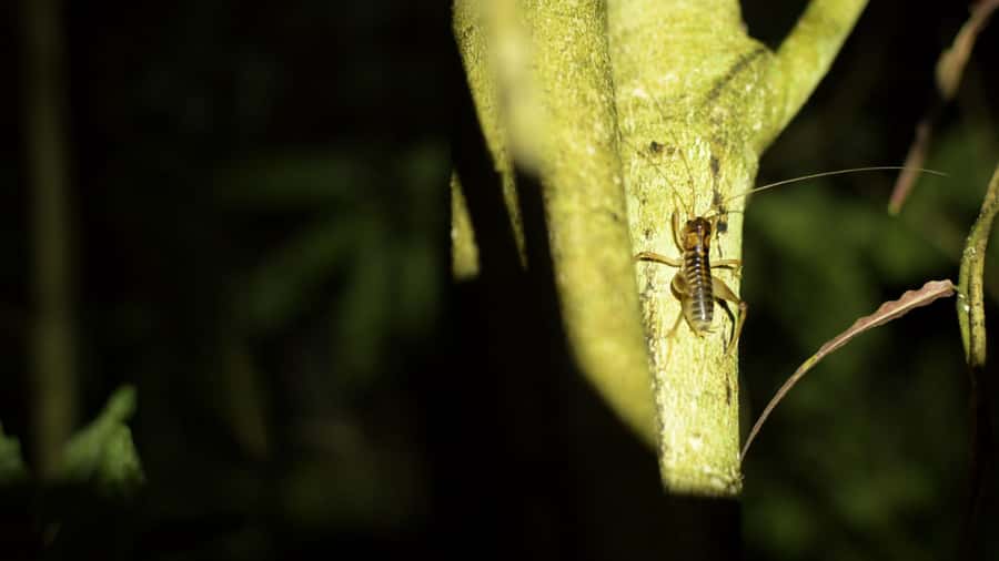 Nelson: Brook Waimārama Sanctuary Guided Night Walk - Who should book this night walk?