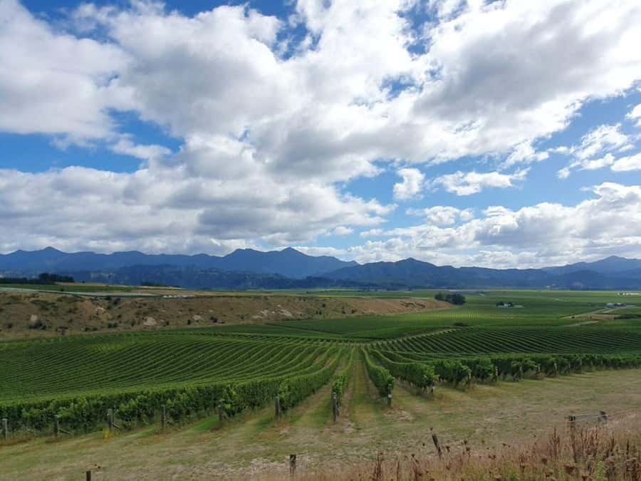 Nelson: Wine Tour with Tastings and Lunch - The third winery and the changing scenery
