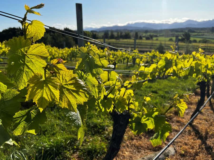 Nelson: Wine Tour with Tastings and Lunch - Who should book this wine tour?