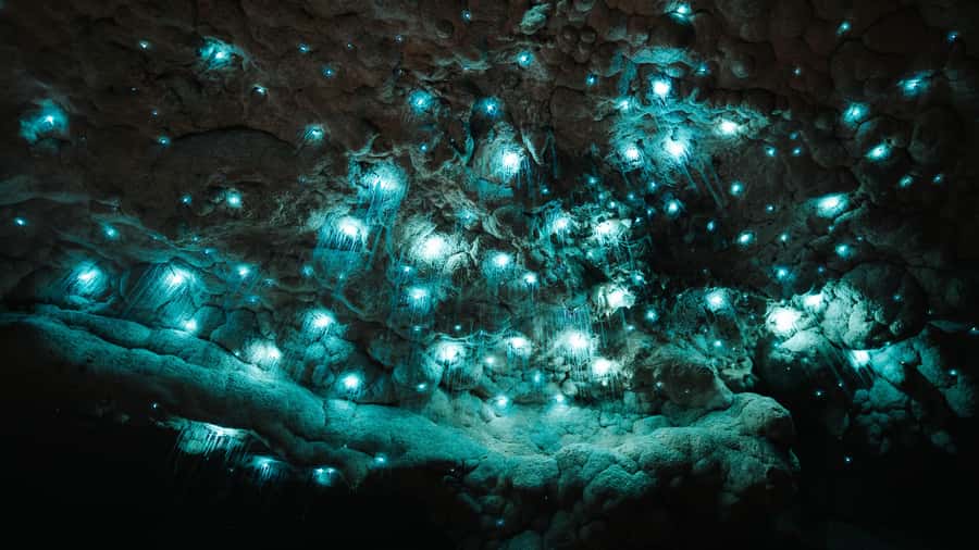 New Zealand: Milky Way Glowworm Cave Tour - Key points to know before you go