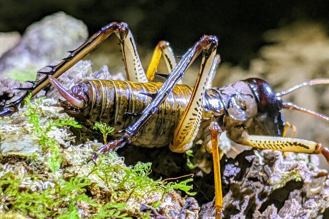 Nocturnal adventure Glow-worm tour - Key points at a glance