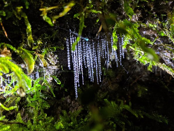 Nocturnal adventure Glow-worm tour - From 1167 Fenton Street to the bush