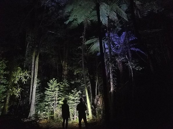 Nocturnal adventure Glow-worm tour - Photography, hot chocolate, and the small finishing touches