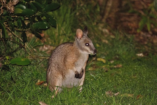 Nocturnal adventure Glow-worm tour - Who will enjoy this most?