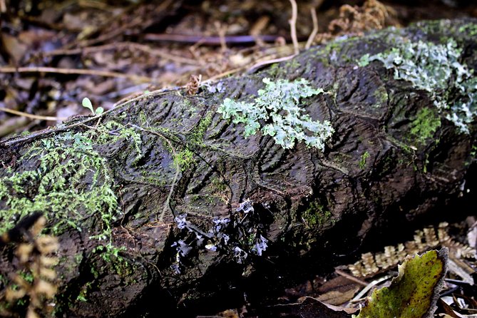 Nocturnal adventure Glow-worm tour - Practical details before you book