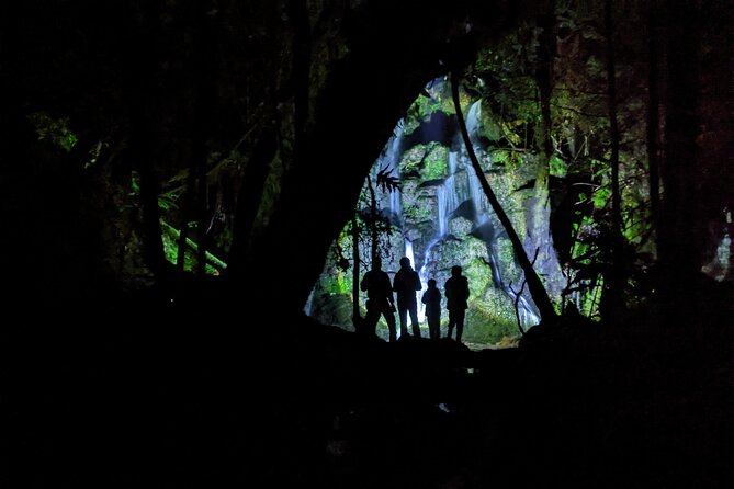 Nocturnal adventure Glow-worm tour - A 90-minute walk through native bush
