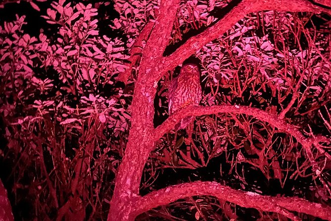 Nocturnal Wonders Tawharanui Kiwi Spotting and Stargazing Tour - What the three-hour format means for you