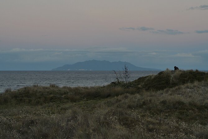 Nocturnal Wonders Tawharanui Kiwi Spotting and Stargazing Tour - Practical details that affect the experience