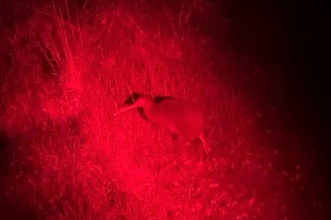 Nocturnal Wonders Tawharanui Kiwi Spotting and Stargazing Tour - Should you book the Tawharanui kiwi and stargazing tour?