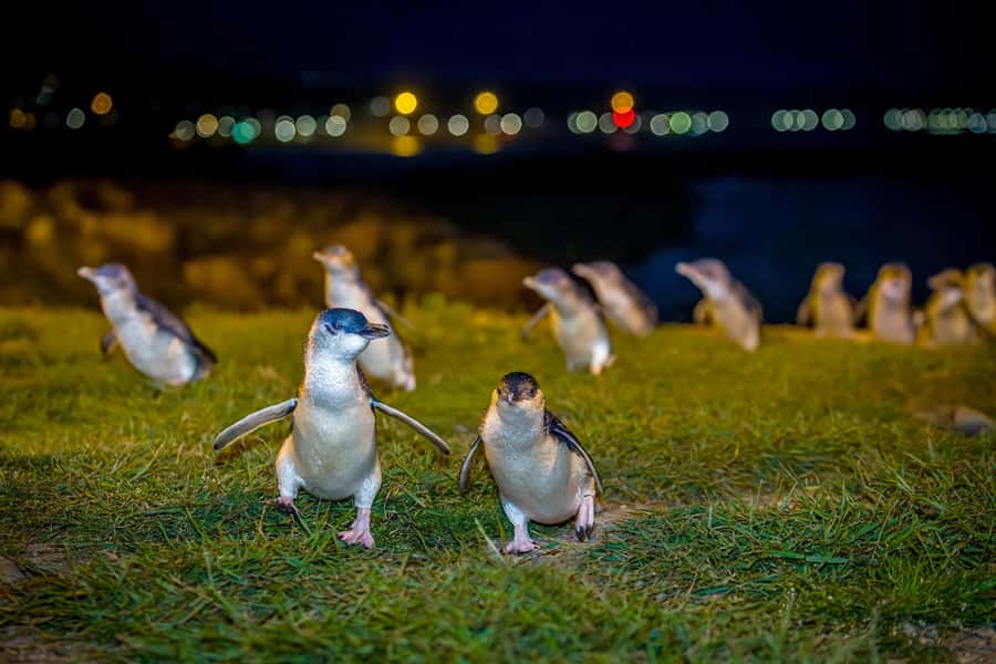 Oamaru: Penguins Evening Viewing Ticket - Key points to know before you book