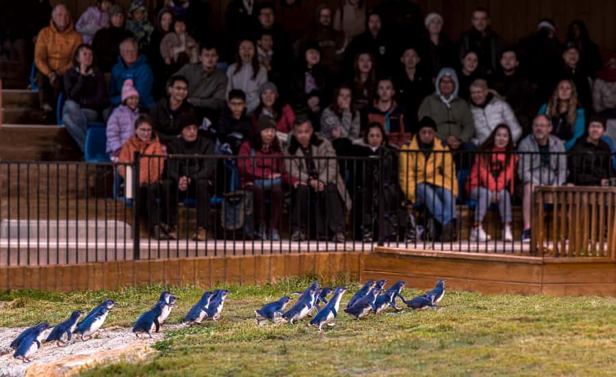 Oamaru: Penguins Evening Viewing Ticket - The homecoming that makes the evening special