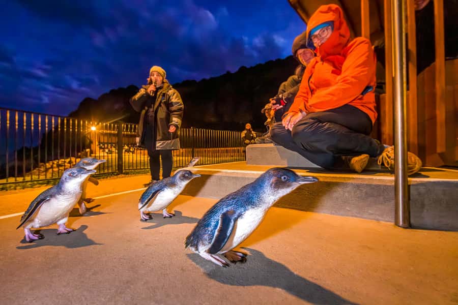Oamaru: Penguins Evening Viewing Ticket - Why the no-photo rule matters