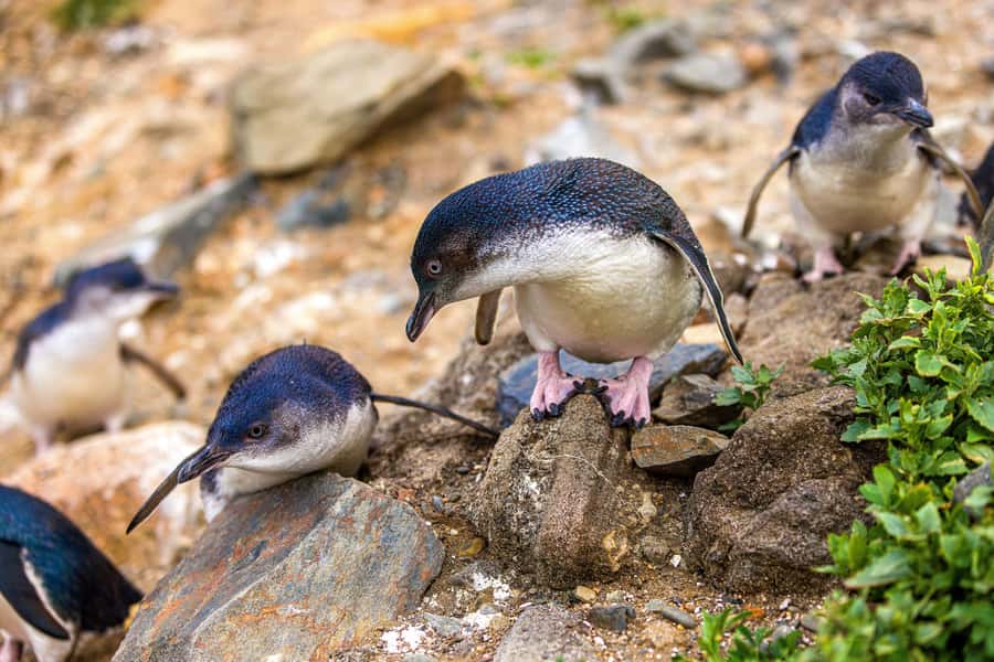 Oamaru: Penguins Evening Viewing Ticket - General admission or premium seating?